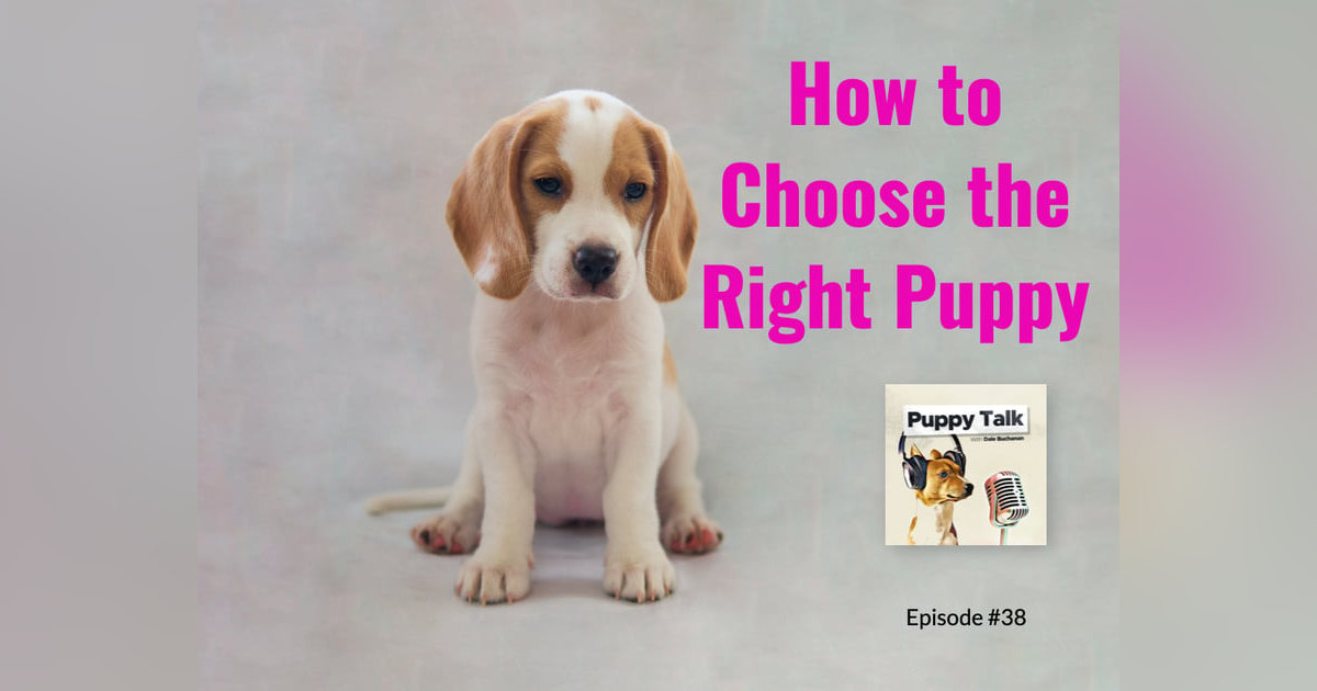 How to Choose the Right Puppy How to Choose the Right Puppy
