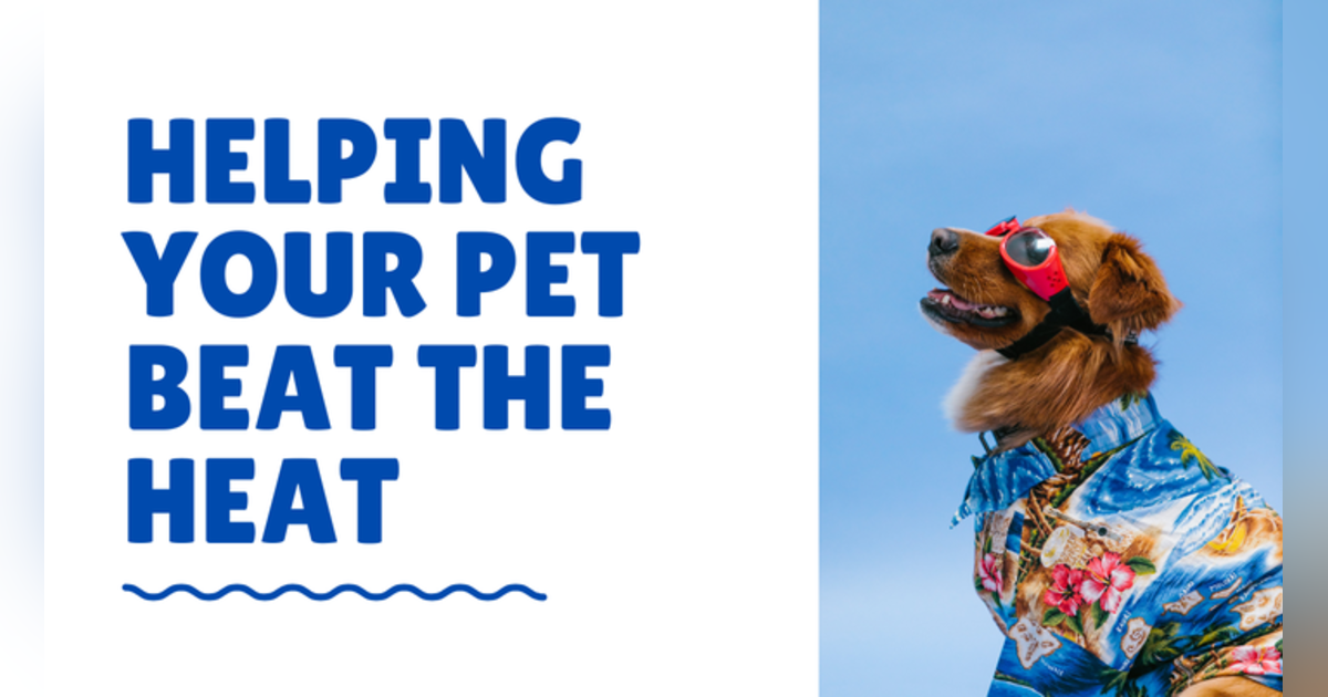 Conversation With Coryelle- Beat the Heat with your animals Conversation With Coryelle- Beat the Heat with your animals