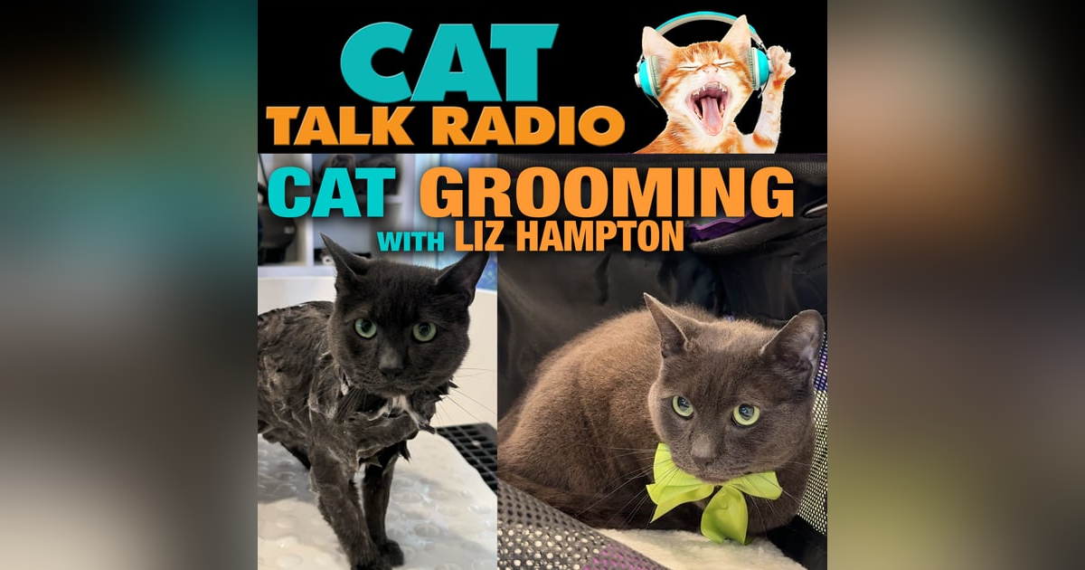 The Kitty Clean Routine: What’s Normal and What’s Not in Cat Grooming The Kitty Clean Routine: What’s Normal and What’s Not in Cat Grooming