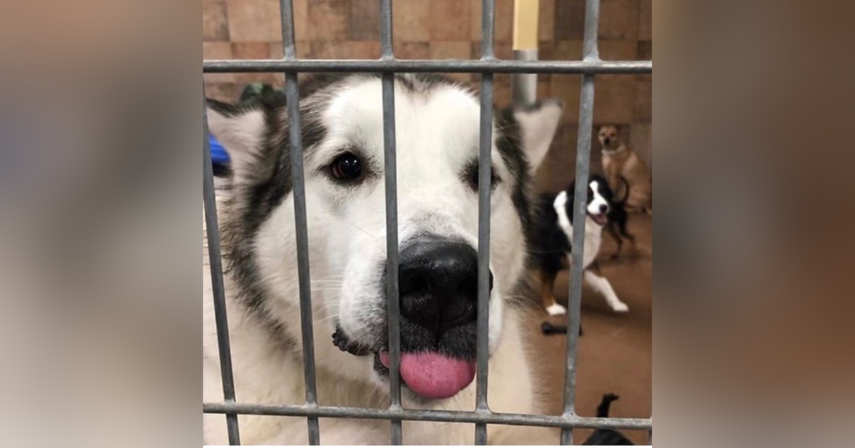 Culper's Canteen Cup S01E79 Culper's Canteen Cup S01E79