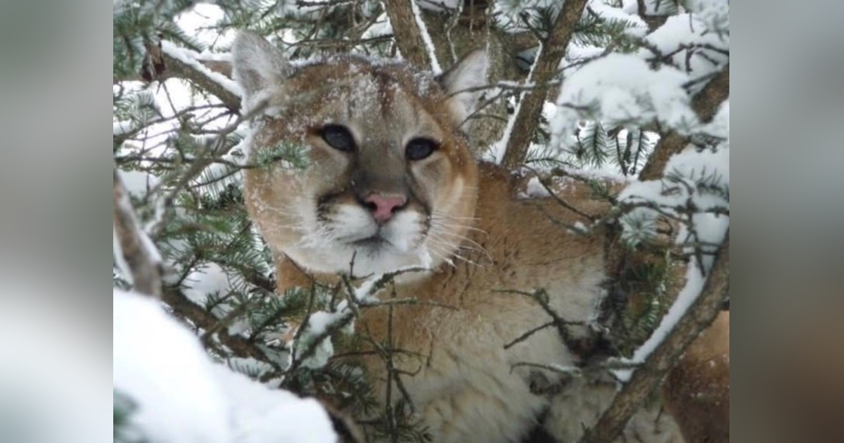 Ep 96- The Cougar Whisperer (Feat. JB) Ep 96- The Cougar Whisperer (Feat. JB)