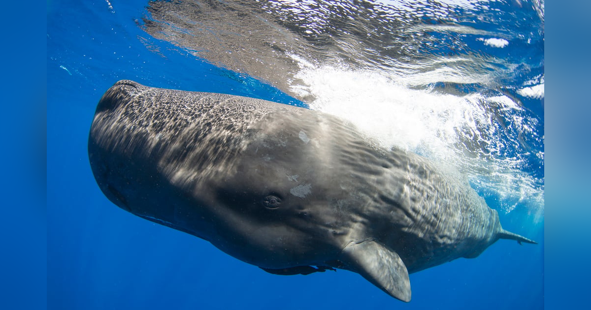 Whale 2.0: Shane Gero on decoding the language and culture of sperm whales (Part Two) Whale 2.0: Shane Gero on decoding the language and culture of sperm whales (Part Two)