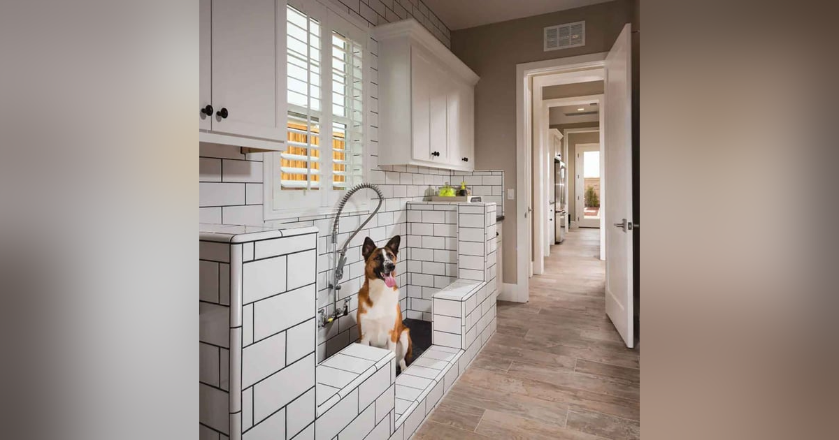 Building Pet Friendly Homes - Banning Pet Piercings and Tattoos Building Pet Friendly Homes - Banning Pet Piercings and Tattoos