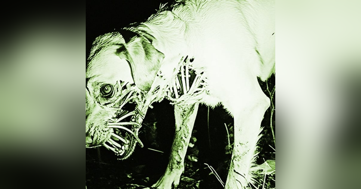 ATAQUE de NAHUALES Reales Historias De Terror - REDE ATAQUE de NAHUALES Reales Historias De Terror - REDE