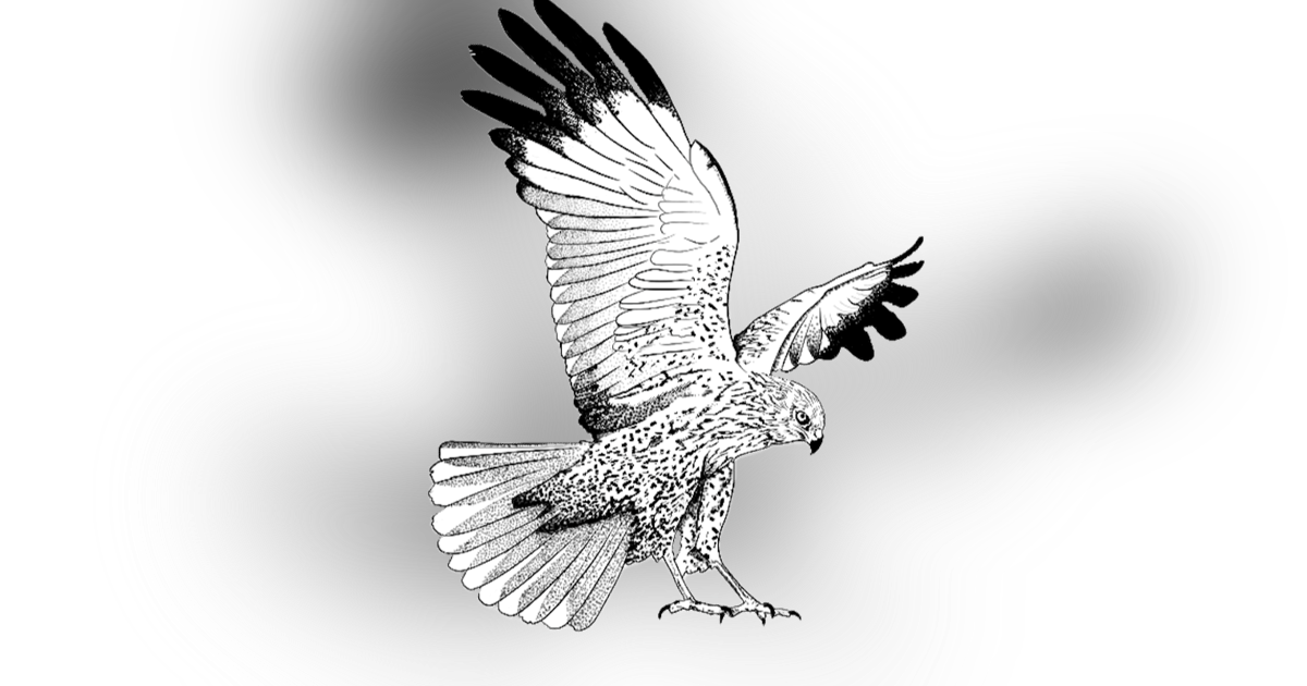 The Marsh Harrier The Marsh Harrier