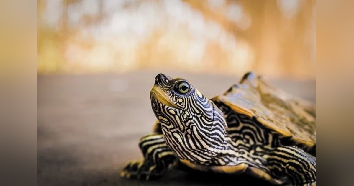 Ep 11: Turtle Crossing Ep 11: Turtle Crossing