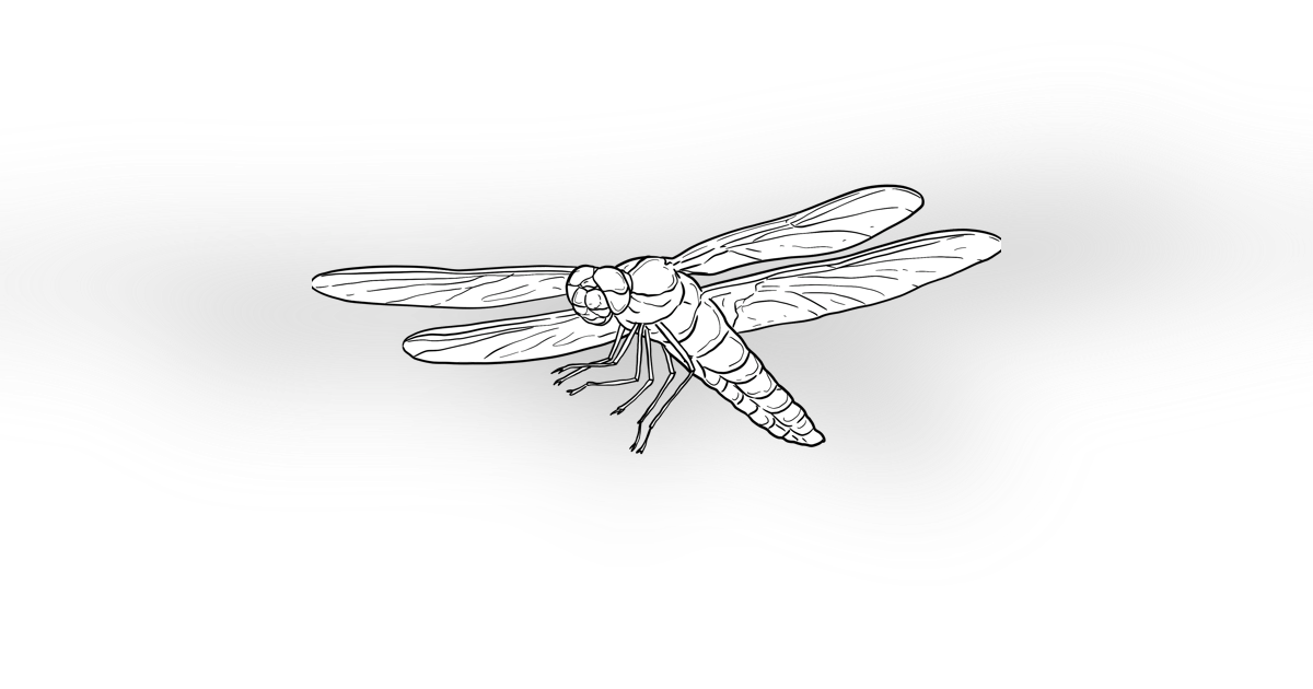 The Broad Bodied Chaser Dragonfly The Broad Bodied Chaser Dragonfly