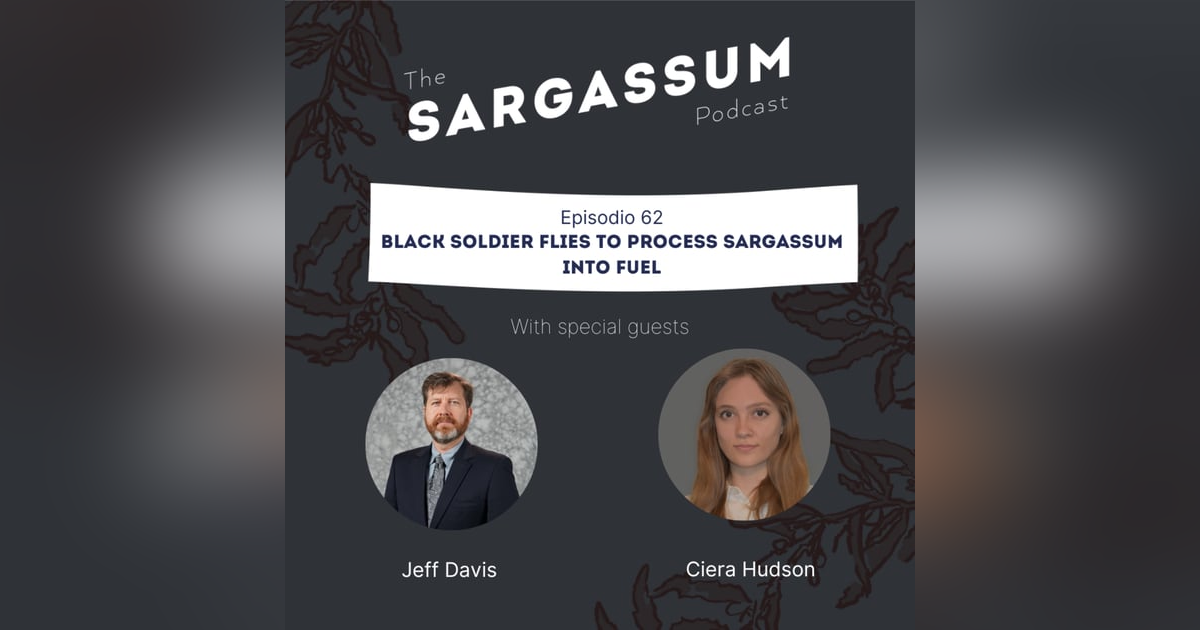 E62 Black soldier flies to process Sargassum into fuel E62 Black soldier flies to process Sargassum into fuel