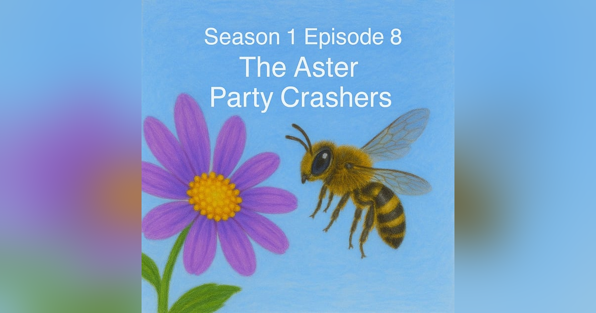 The Aster Party Crashers The Aster Party Crashers