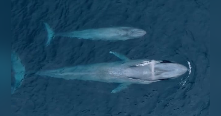 image for The Women and the Whales