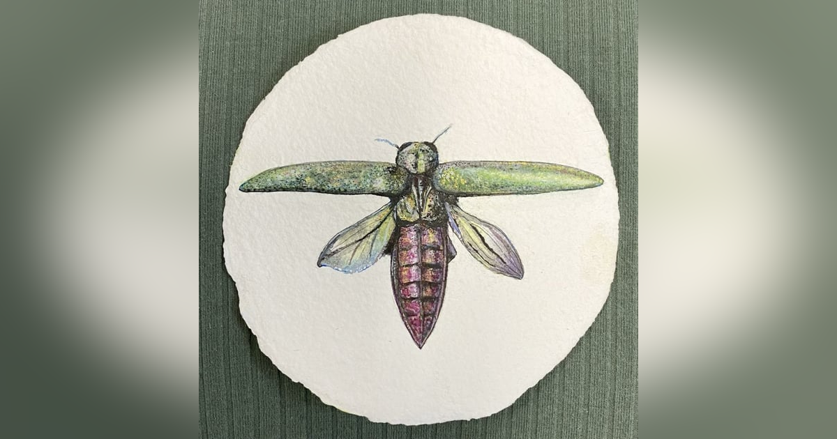 Emerald Ash Borer Emerald Ash Borer