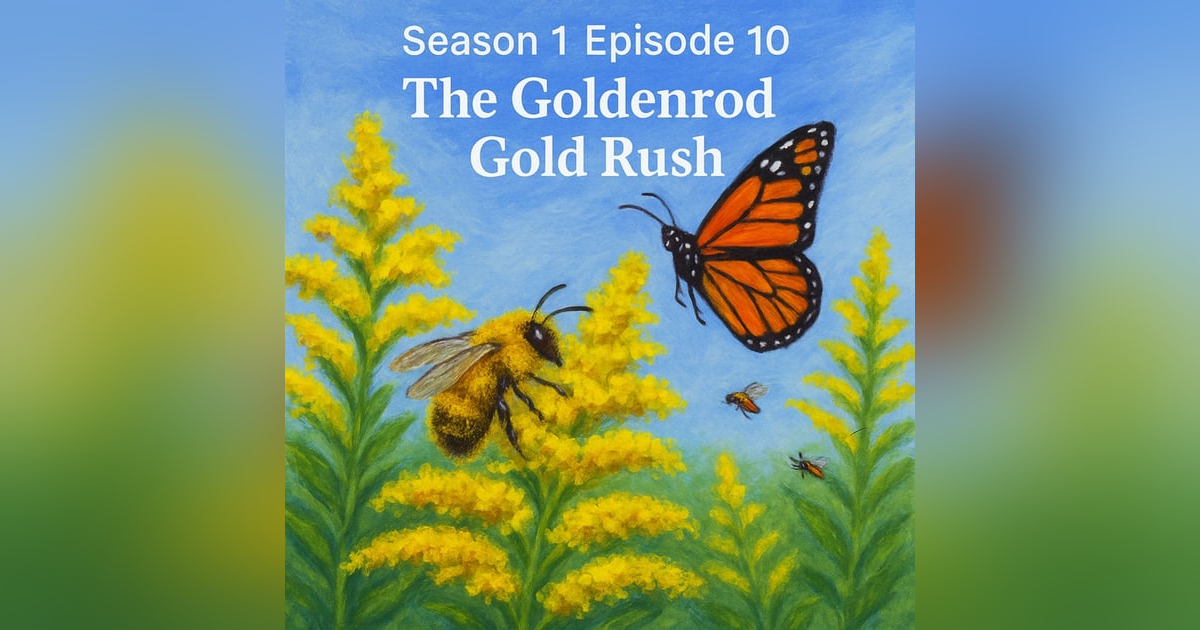 The Goldenrod Gold Rush The Goldenrod Gold Rush