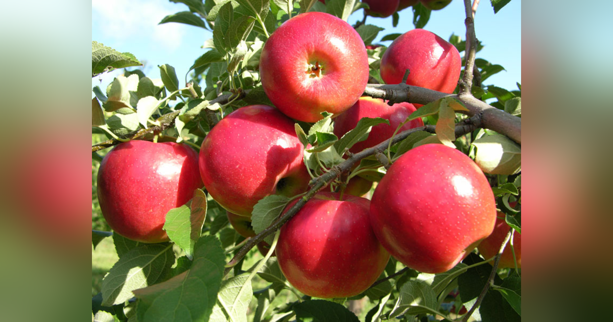 Fruit of the Spirit: How to Walk in the Spirit and How to Recognize Maturity in Others Fruit of the Spirit: How to Walk in the Spirit and How to Recognize Maturity in Others