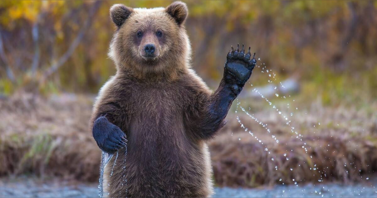 Midweek Mention... Bears And Bad Men Midweek Mention... Bears And Bad Men