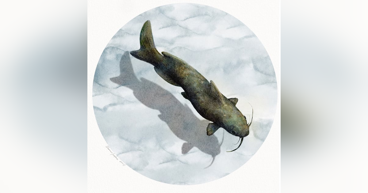 Channel Catfish Channel Catfish