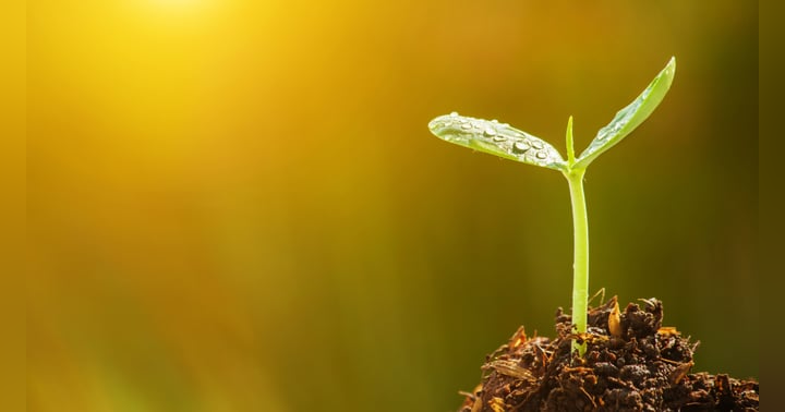image for Starting Seeds: A Quiet Ritual That Brings the Garden Back to Life