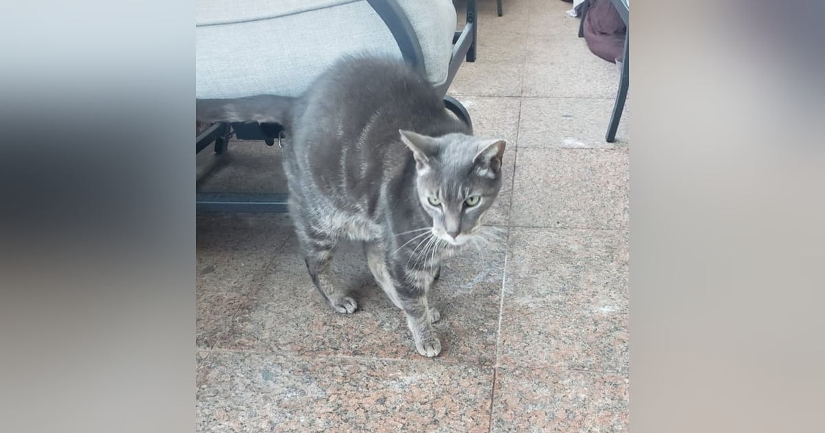 The neighborhood cat and Preezy's pet, whom she took care of for 9 years Mr. STREETZ has died. The neighborhood cat and Preezy's pet, whom she took care of for 9 years Mr. STREETZ has died.