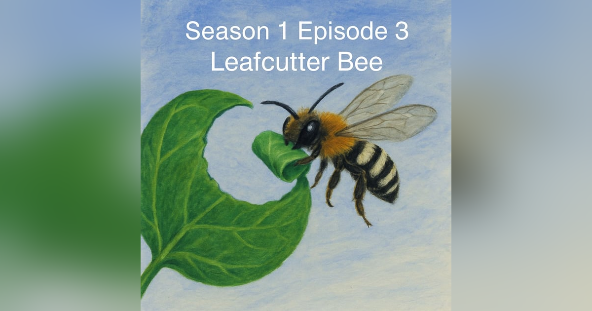 The Leafcutter Bee Vandals The Leafcutter Bee Vandals