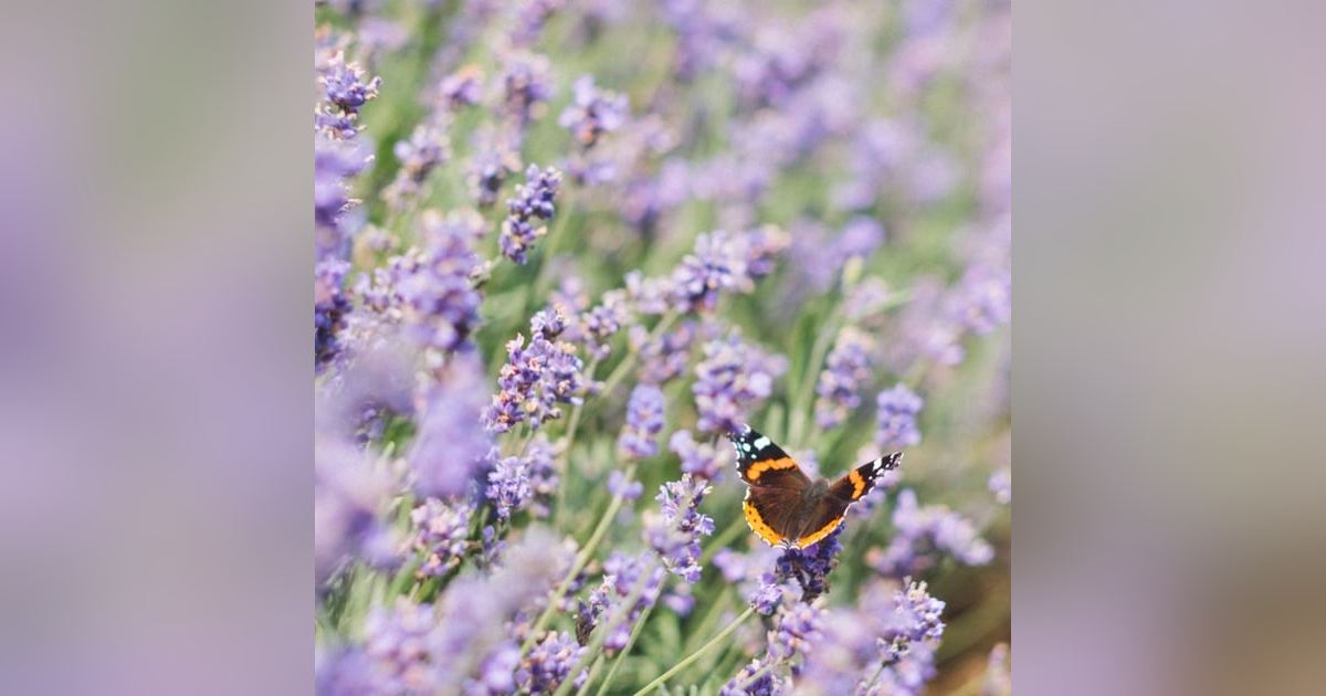 Episode 1371 - Not Conformed But Transformed Episode 1371 - Not Conformed But Transformed