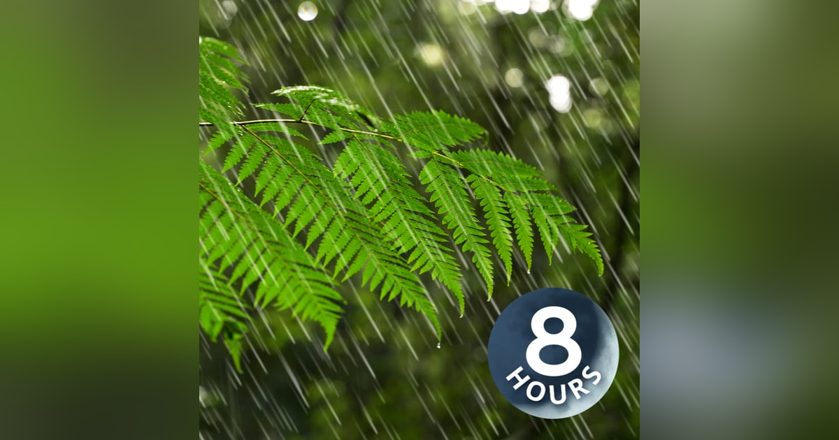 Australian Rainforest Rain Sounds for Sleeping or Focus I White Noise Rainstorm 8 Hours Australian Rainforest Rain Sounds for Sleeping or Focus I White Noise Rainstorm 8 Hours