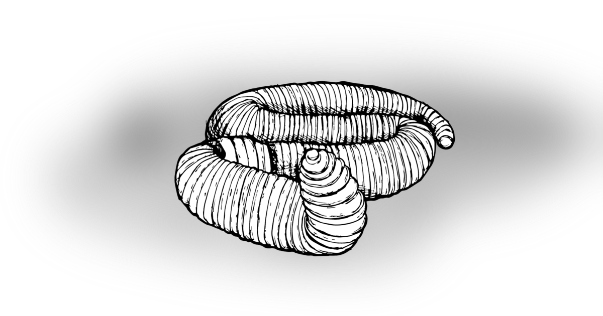 The Earthworm The Earthworm