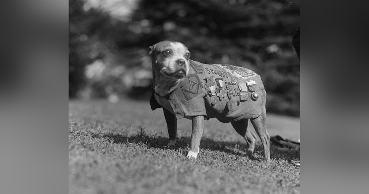 Sgt. Stubby Sgt. Stubby