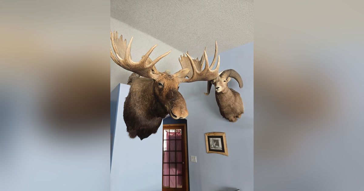 Ep 38- Taxidermy Tactics (Feat. ACL TAXIDERMY) Ep 38- Taxidermy Tactics (Feat. ACL TAXIDERMY)