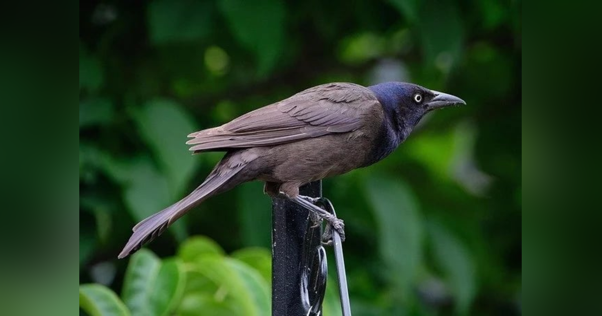 Ep 43: Grackles, Cowbirds, Starlings, and Squirrels Ep 43: Grackles, Cowbirds, Starlings, and Squirrels