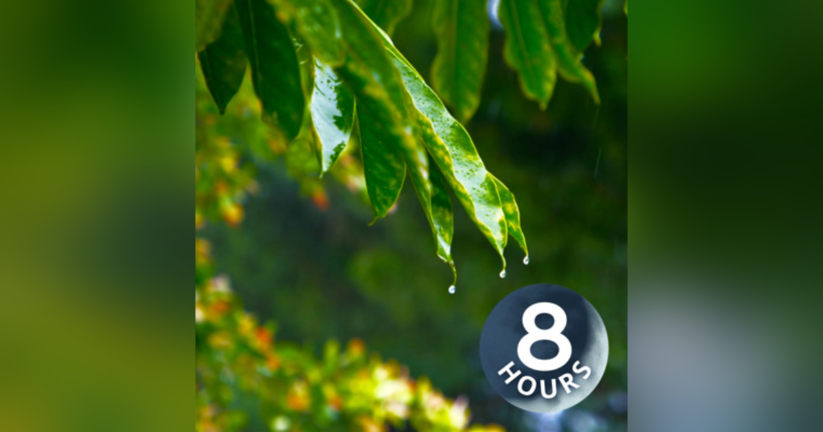 Raindrops Sounds for Sleeping or Studying with Wind White Noise 8 Hours Raindrops Sounds for Sleeping or Studying with Wind White Noise 8 Hours