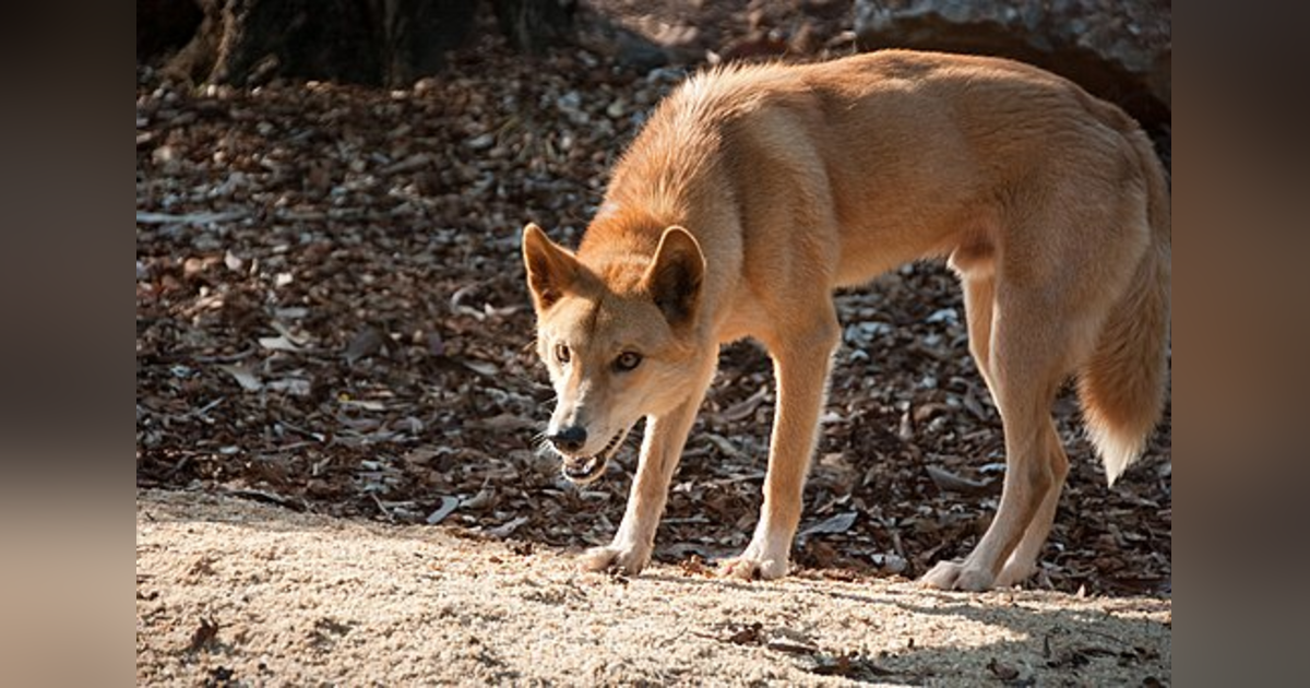 22. The Dingo Got My Baby! 22. The Dingo Got My Baby!