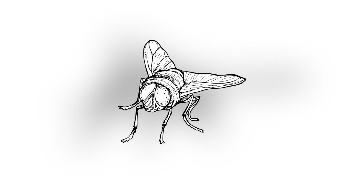 The Blow Fly The Blow Fly
