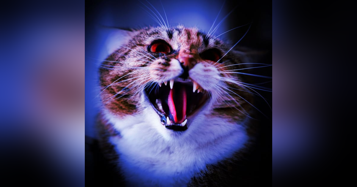 Ep.206 – Feline Troubles - Furry Terror is Waiting in the Dark! Ep.206 – Feline Troubles - Furry Terror is Waiting in the Dark!