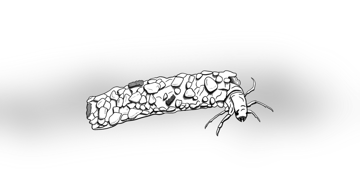 The Caddis Fly The Caddis Fly