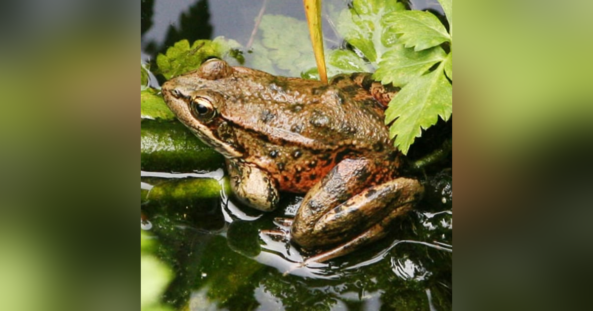 California Red-Legged Frogs with Brad Hollingsworth California Red-Legged Frogs with Brad Hollingsworth