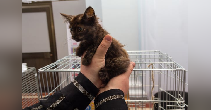 image for The Pet Adoption Application Process: A Guide for Potential Adopters