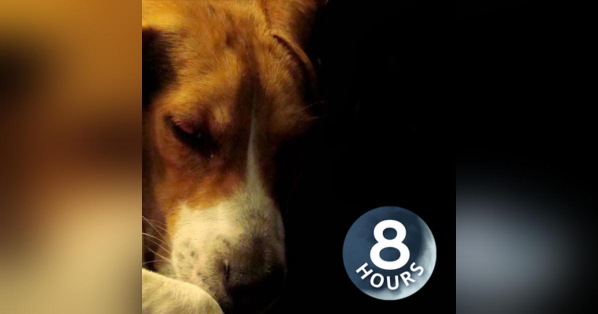 Calm Your Dog 8 Hours | Rain Sounds to Soothe an Anxious Dog Calm Your Dog 8 Hours | Rain Sounds to Soothe an Anxious Dog