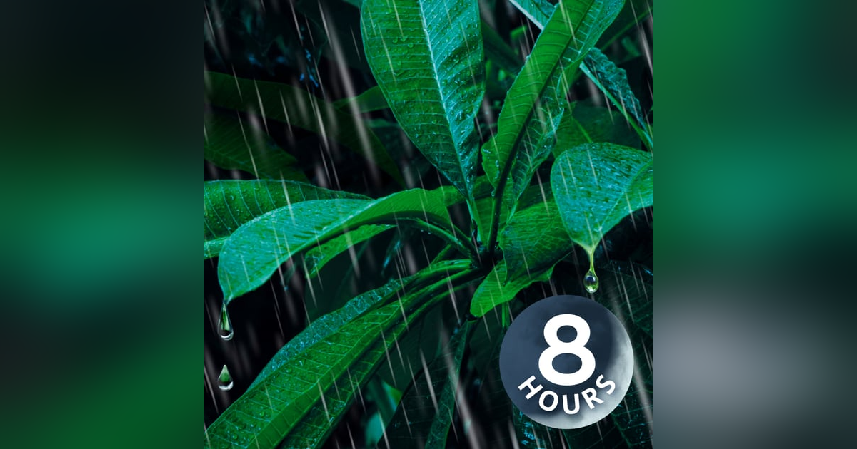 Rain and Thunder Sounds for Sleep and Relaxation | 8 Hour Rain and Thunder Sounds for Sleep and Relaxation | 8 Hour