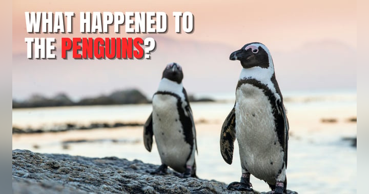 image for The African Penguin Crisis, Why 95 Percent of a Species Vanished in Just a Few Years