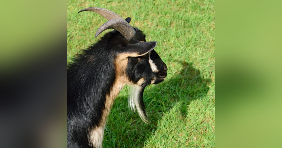 SoberNotMature - Episode 155 (Did Your Goat See Its Shadow?) SoberNotMature - Episode 155 (Did Your Goat See Its Shadow?)