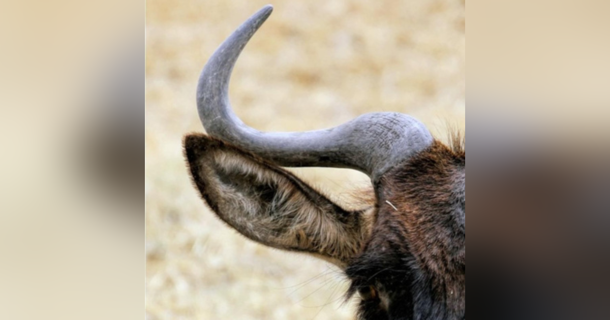 SoberNotMature - Episode 45 (Happy Gnu Ears and Other Battery Powered Devices) SoberNotMature - Episode 45 (Happy Gnu Ears and Other Battery Powered Devices)