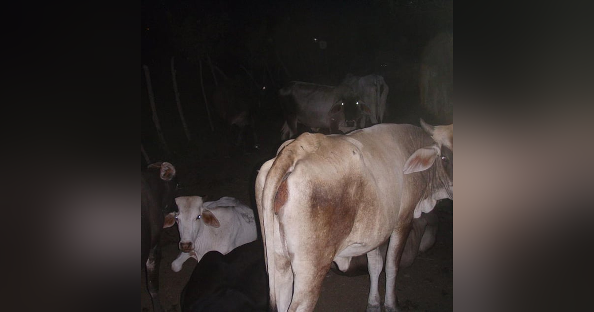 Historias de Miedo Noviembre 28 de 2024 LAS VACAS QUE HABLABAN Historias de Miedo Noviembre 28 de 2024 LAS VACAS QUE HABLABAN