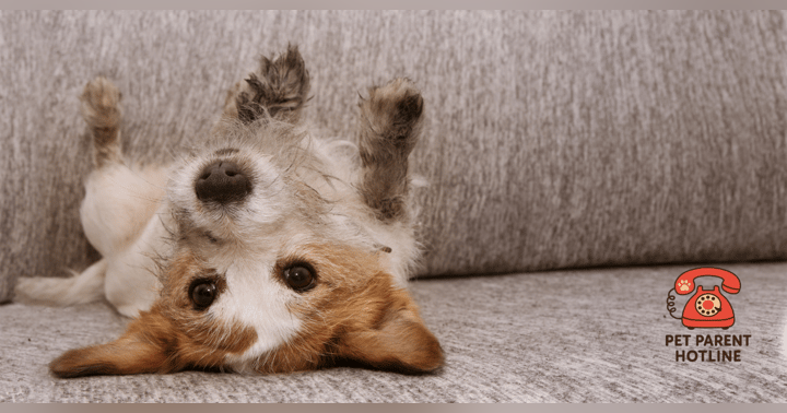 image for Why Your House Still Smells Like Pets (and How to Fix It for Good)