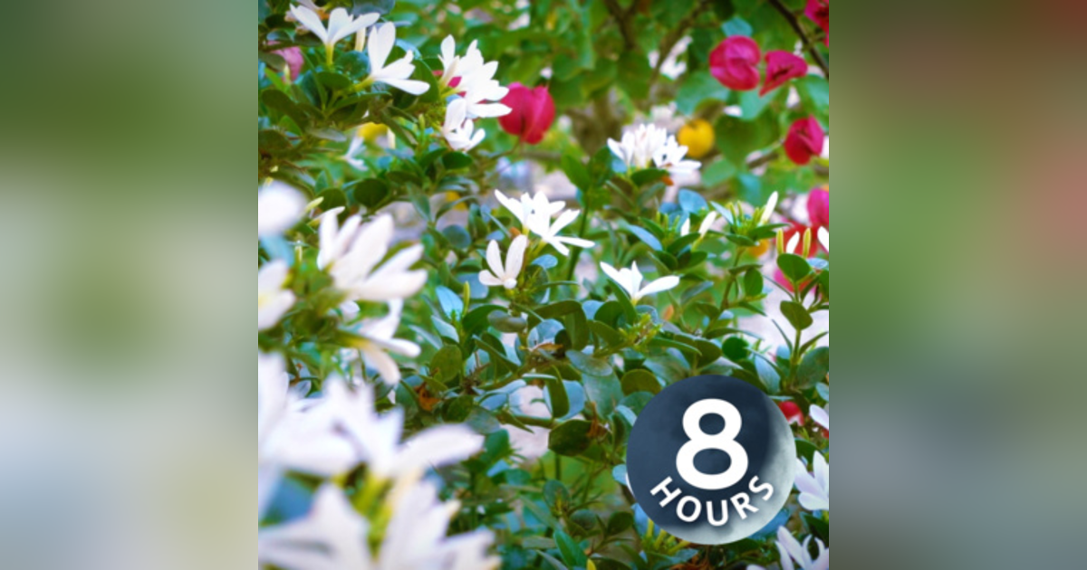 Wind In The Trees White Noise 8 hours | for Focus, Sleeping, Studying | Nature Sounds Wind In The Trees White Noise 8 hours | for Focus, Sleeping, Studying | Nature Sounds