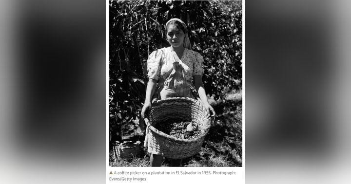 image for The History of Coffee in Guatemala and El Salvador