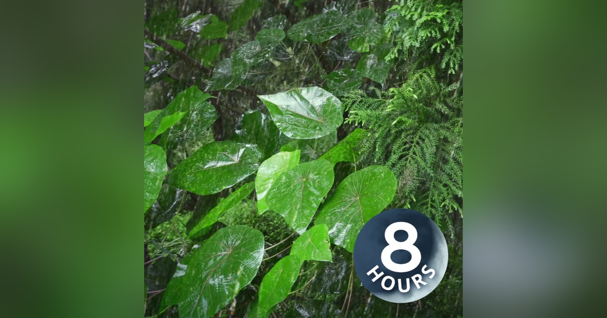 Heavy Rain in Tropical Forest | Rainstorm Sounds (Natural White Noise) 8 Hours Heavy Rain in Tropical Forest | Rainstorm Sounds (Natural White Noise) 8 Hours