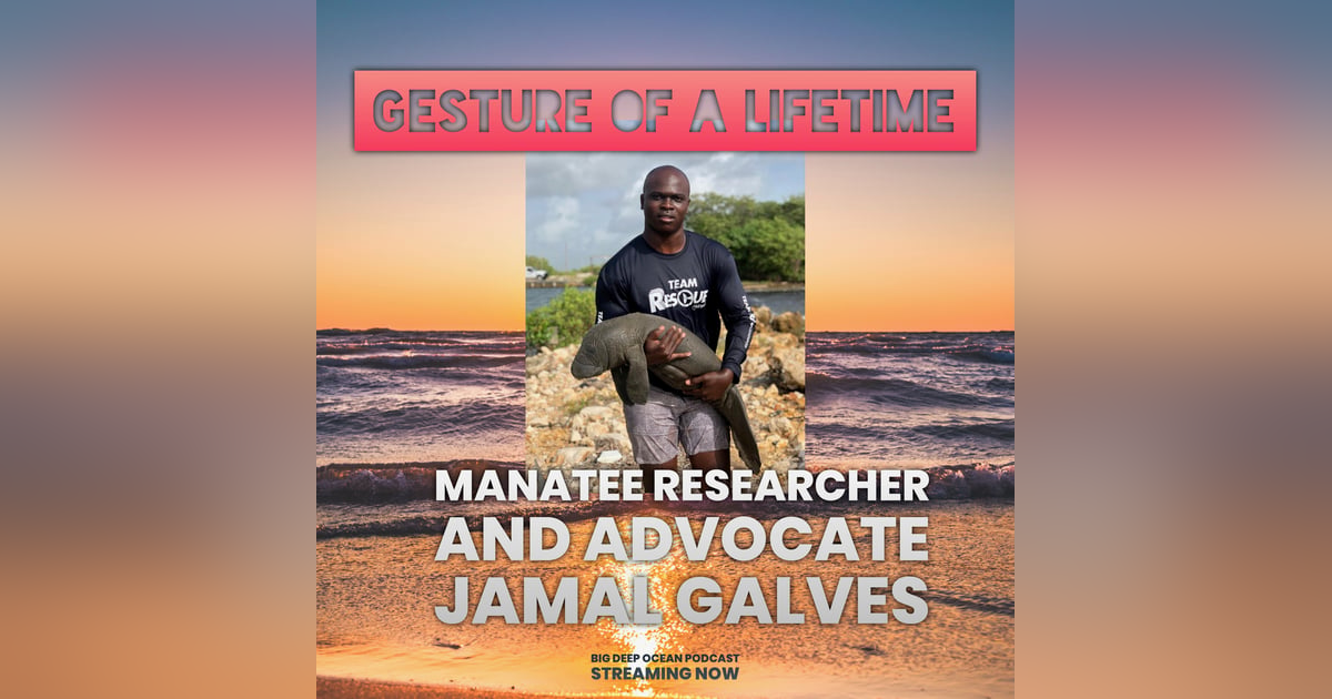 Gesture of a Lifetime: Manatee Researcher Jamal Galvez On How Before He Started Saving Manatees They Saved Him Gesture of a Lifetime: Manatee Researcher Jamal Galvez On How Before He Started Saving Manatees They Saved Him