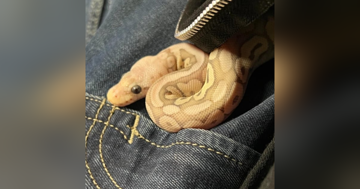 SoberNotMature - Episode 125 (Pessimistic Trouser Snakes) SoberNotMature - Episode 125 (Pessimistic Trouser Snakes)