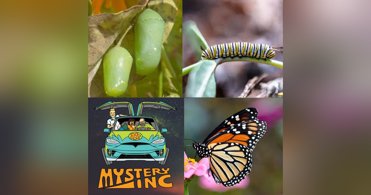 92: Fluttering Fun with the Monarchs 92: Fluttering Fun with the Monarchs
