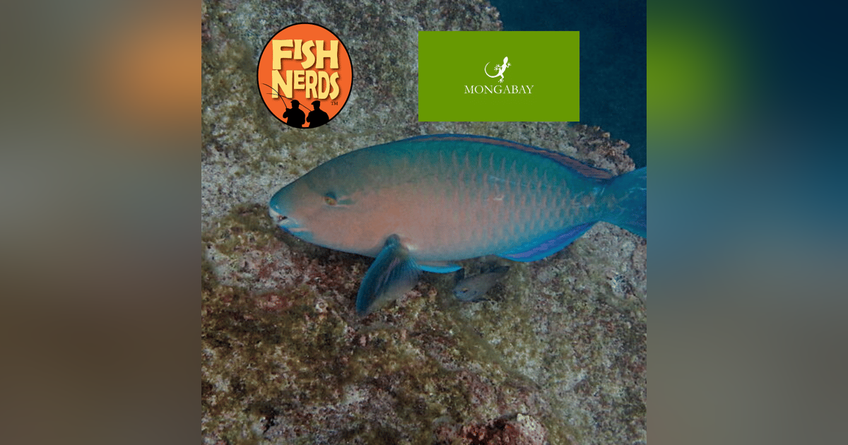 Erik Hoffner Monga Bay and Sex with Clown Fish EP 348 Erik Hoffner Monga Bay and Sex with Clown Fish EP 348