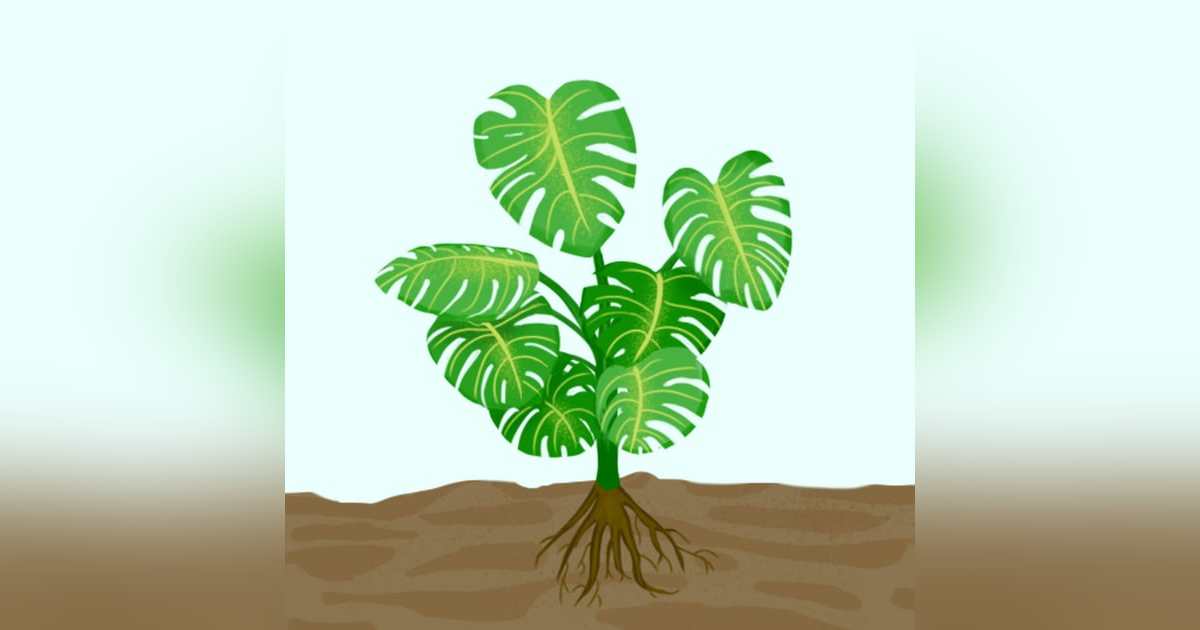 What a Plant Knows Book Summary A Field Guide to the Senses What a Plant Knows Book Summary A Field Guide to the Senses